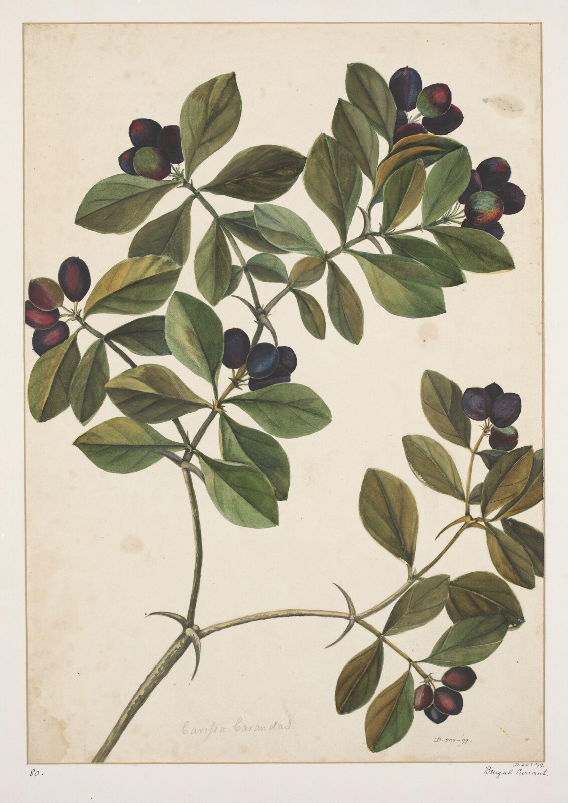 Drawing, early 19th century