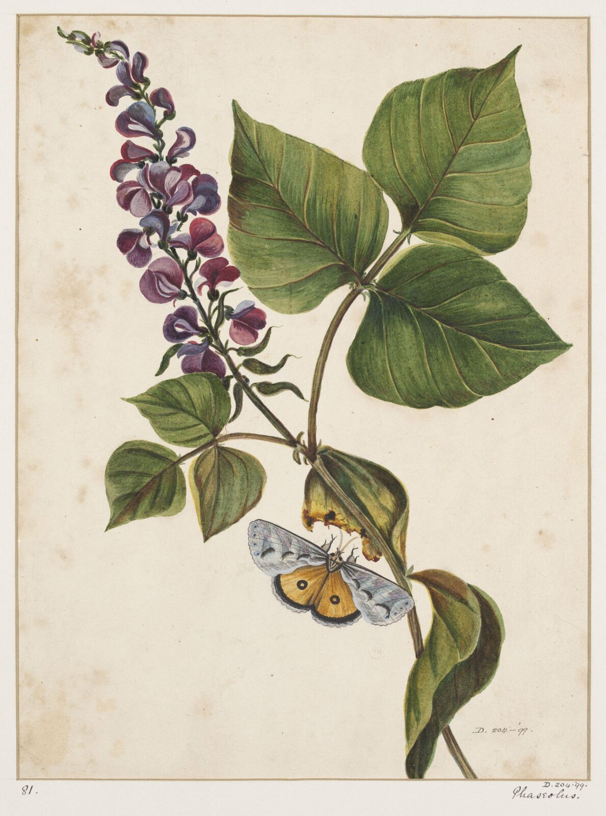 Drawing, early 19th century