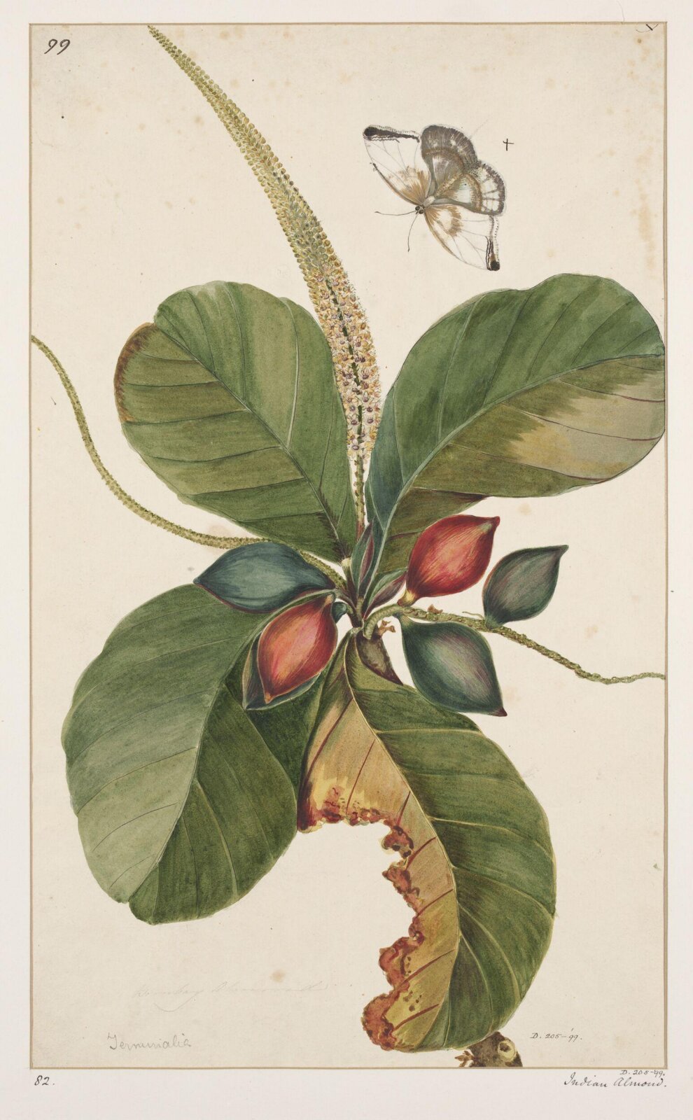 Drawing, early 19th century