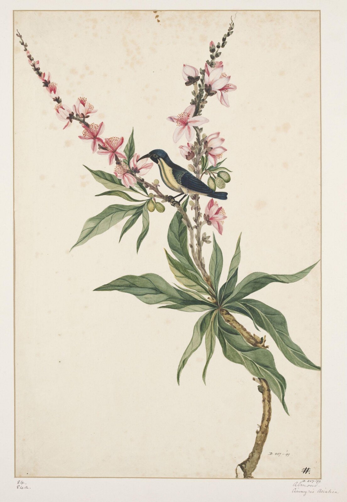 Drawing, early 19th century