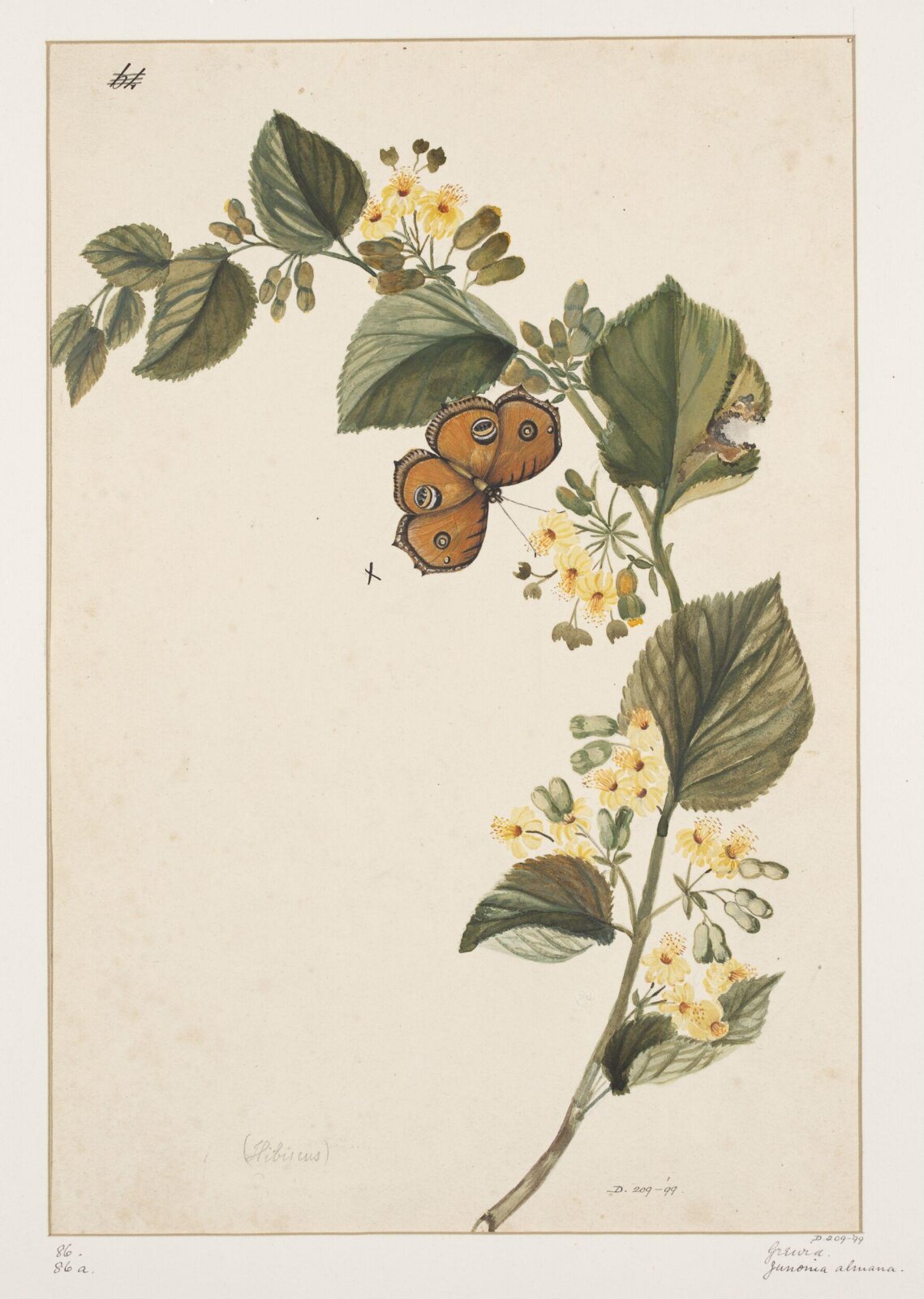 Drawing, early 19th century