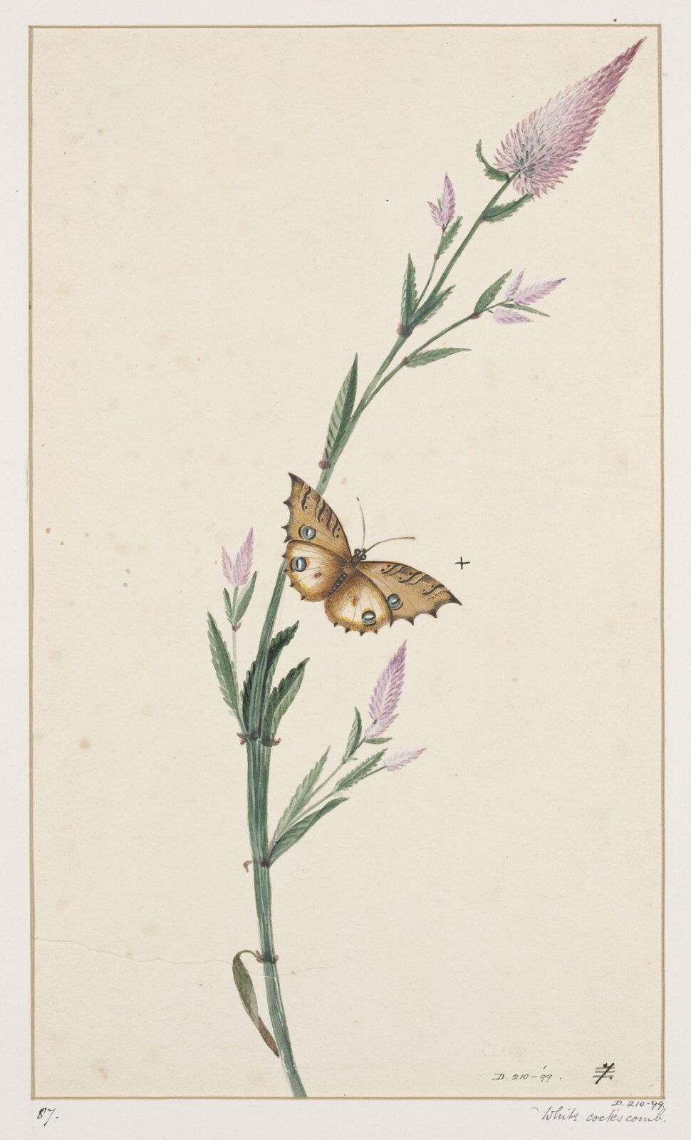 Drawing, early 19th century