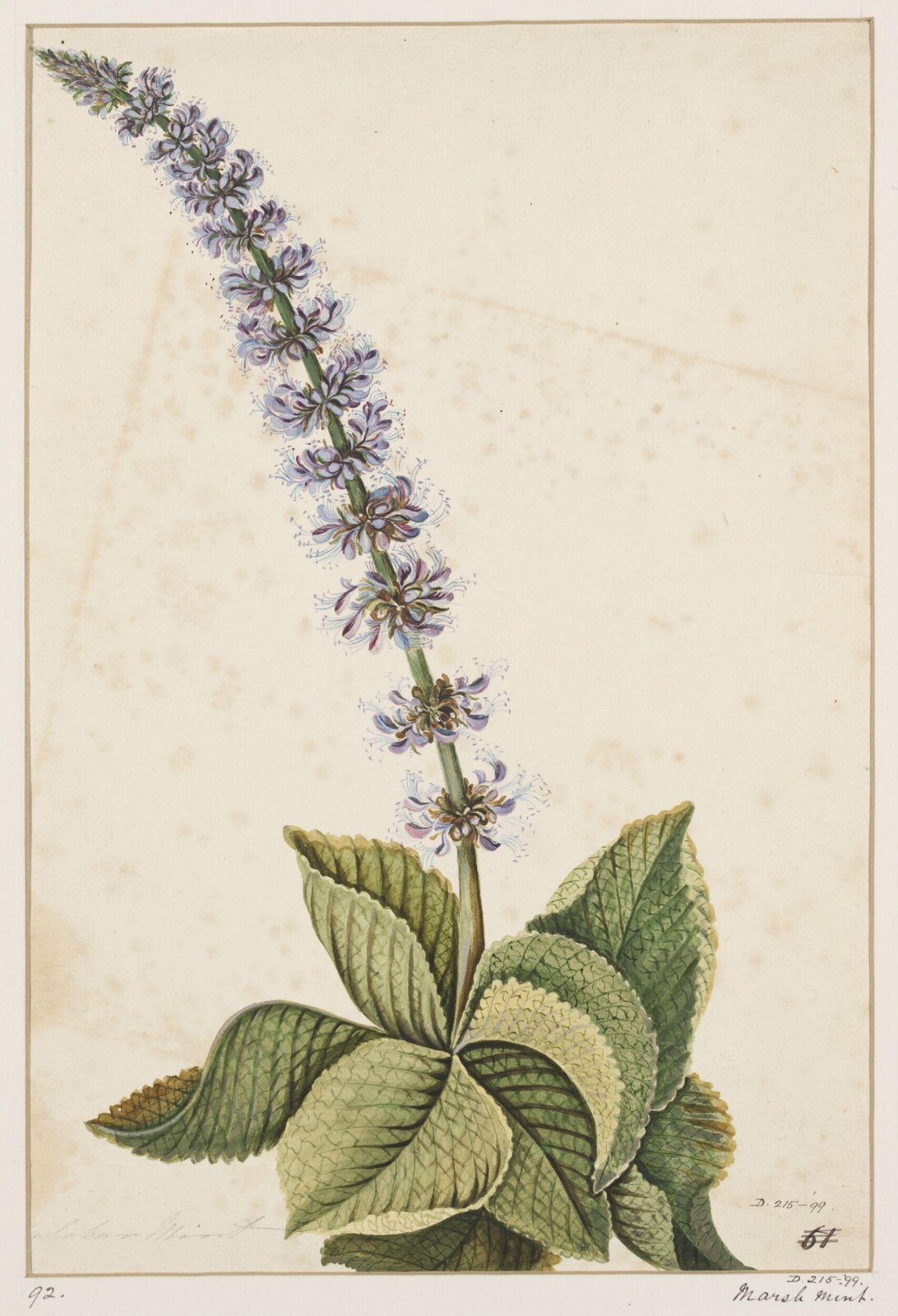 Drawing, early 19th century