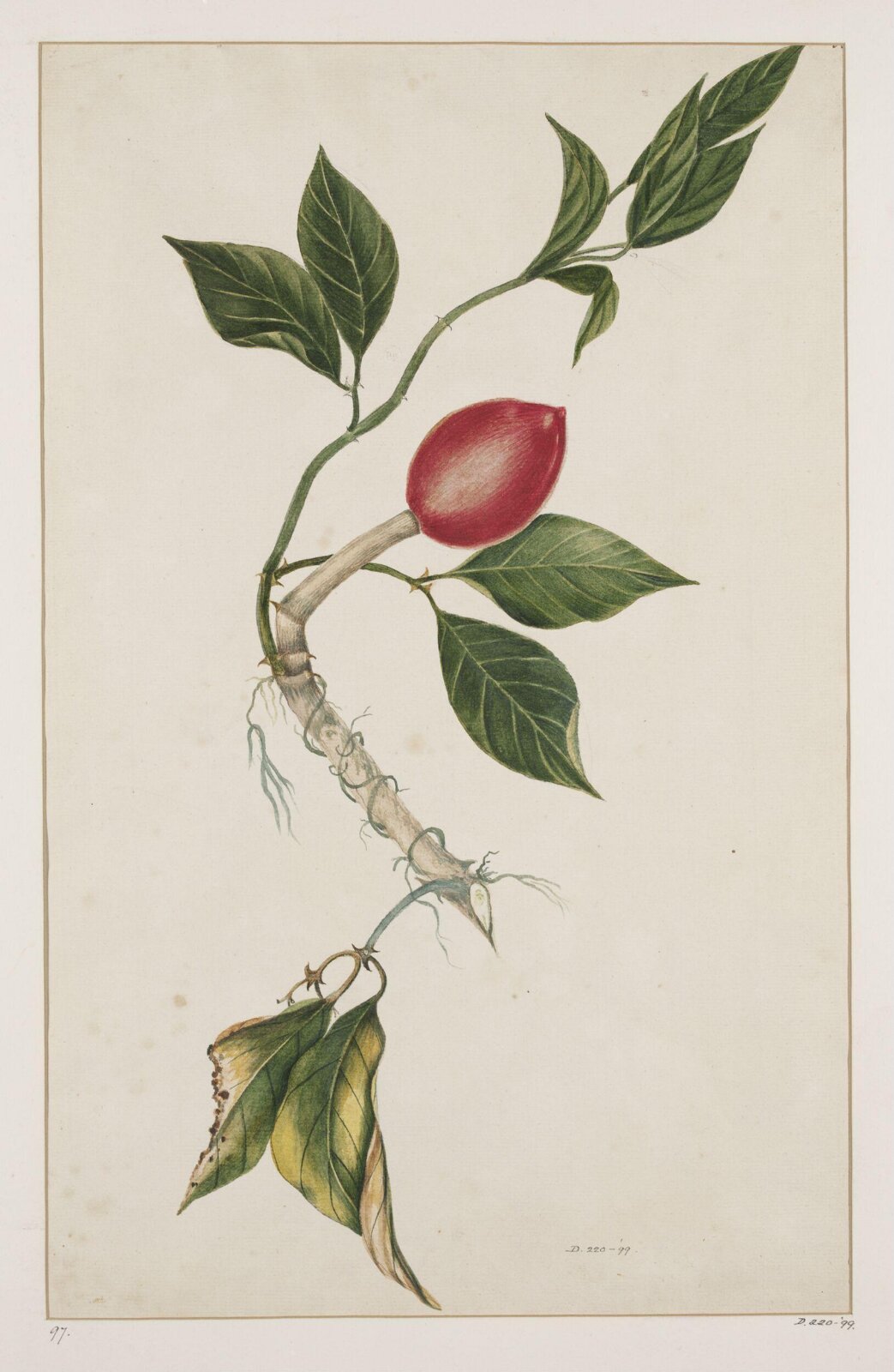 Drawing, early 19th century
