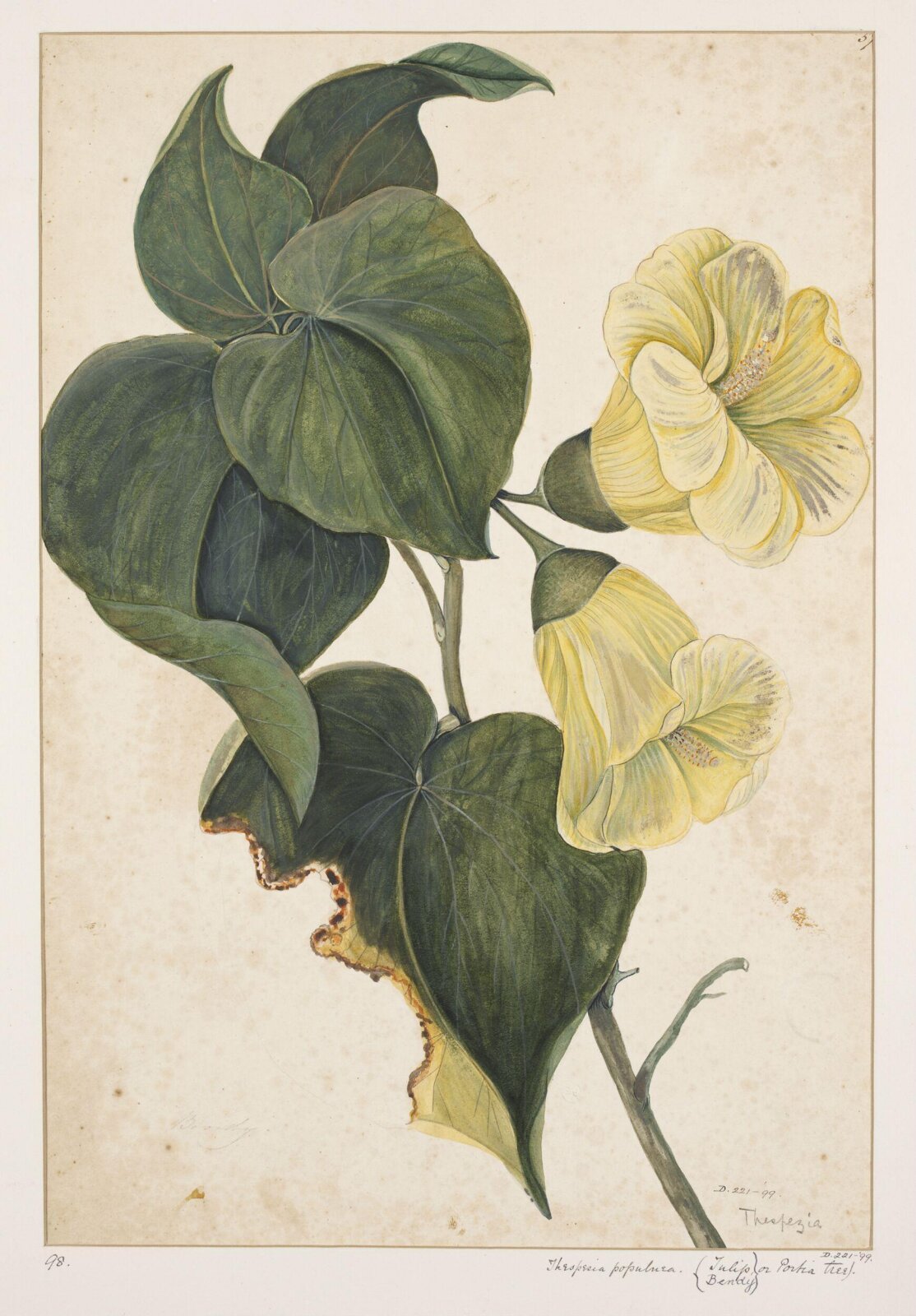Drawing, early 19th century