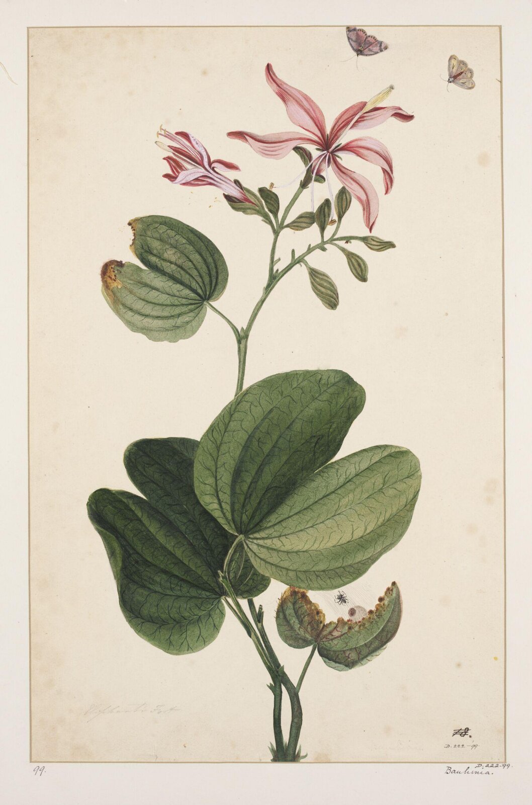 Drawing, early 19th century