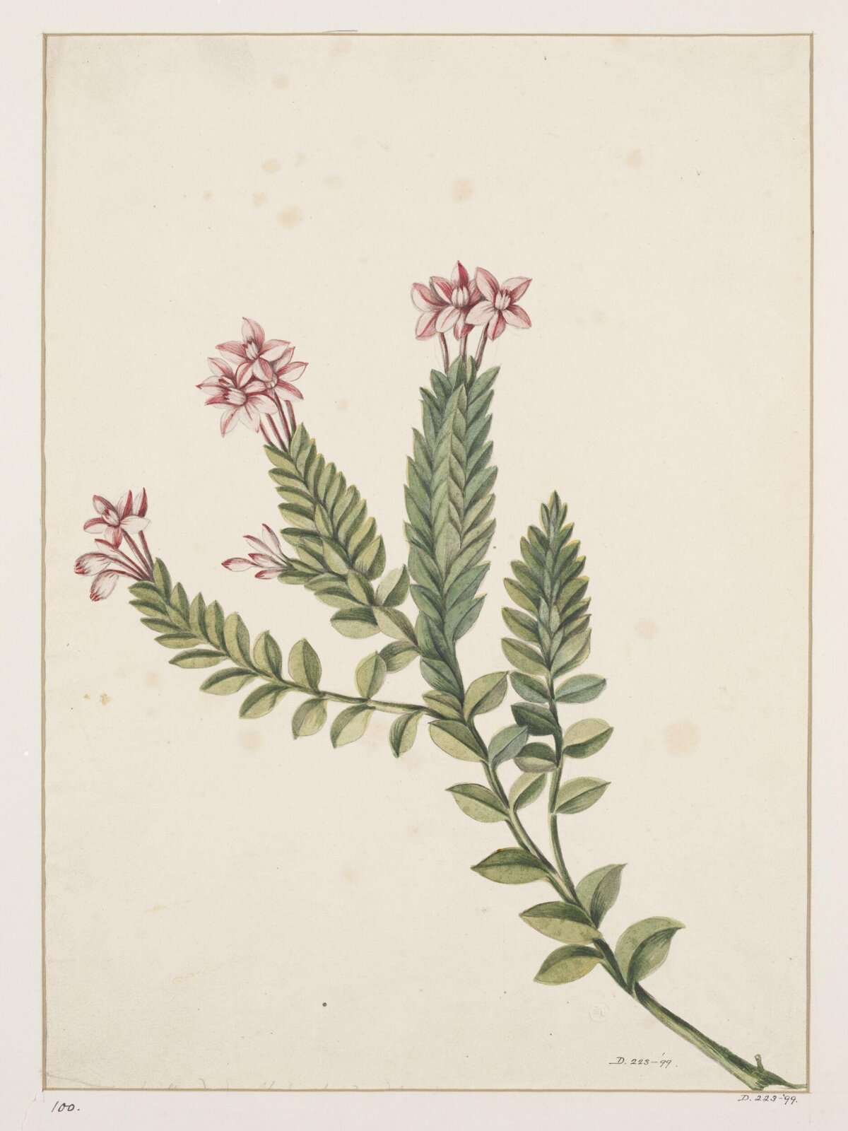 Drawing, early 19th century