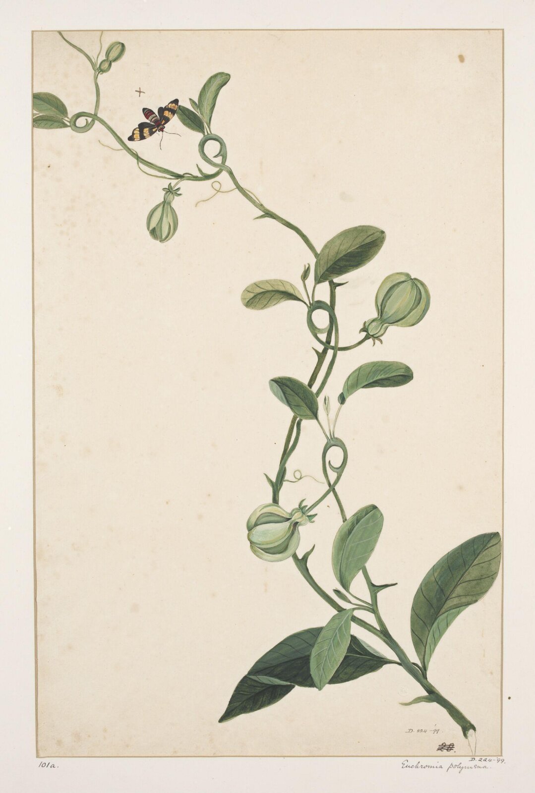 Drawing, early 19th century