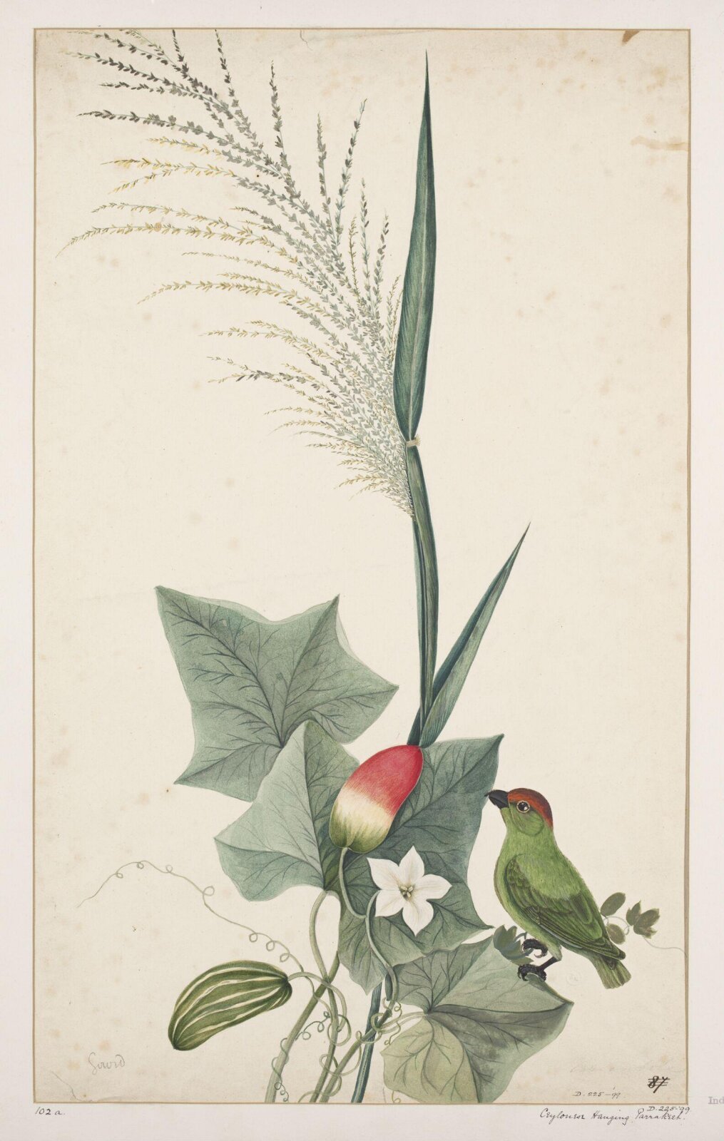 Drawing, early 19th century