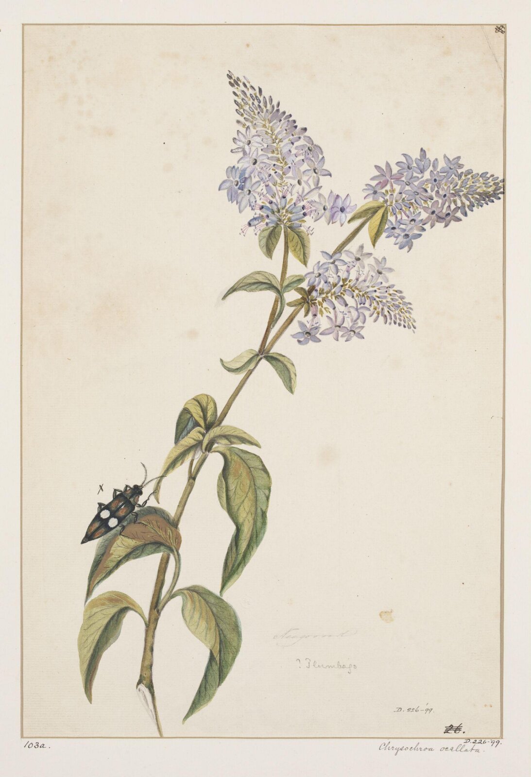 Drawing, early 19th century