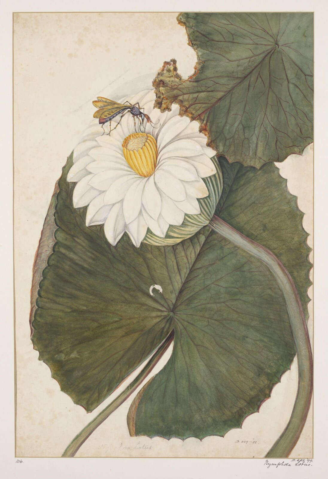 Drawing, early 19th century