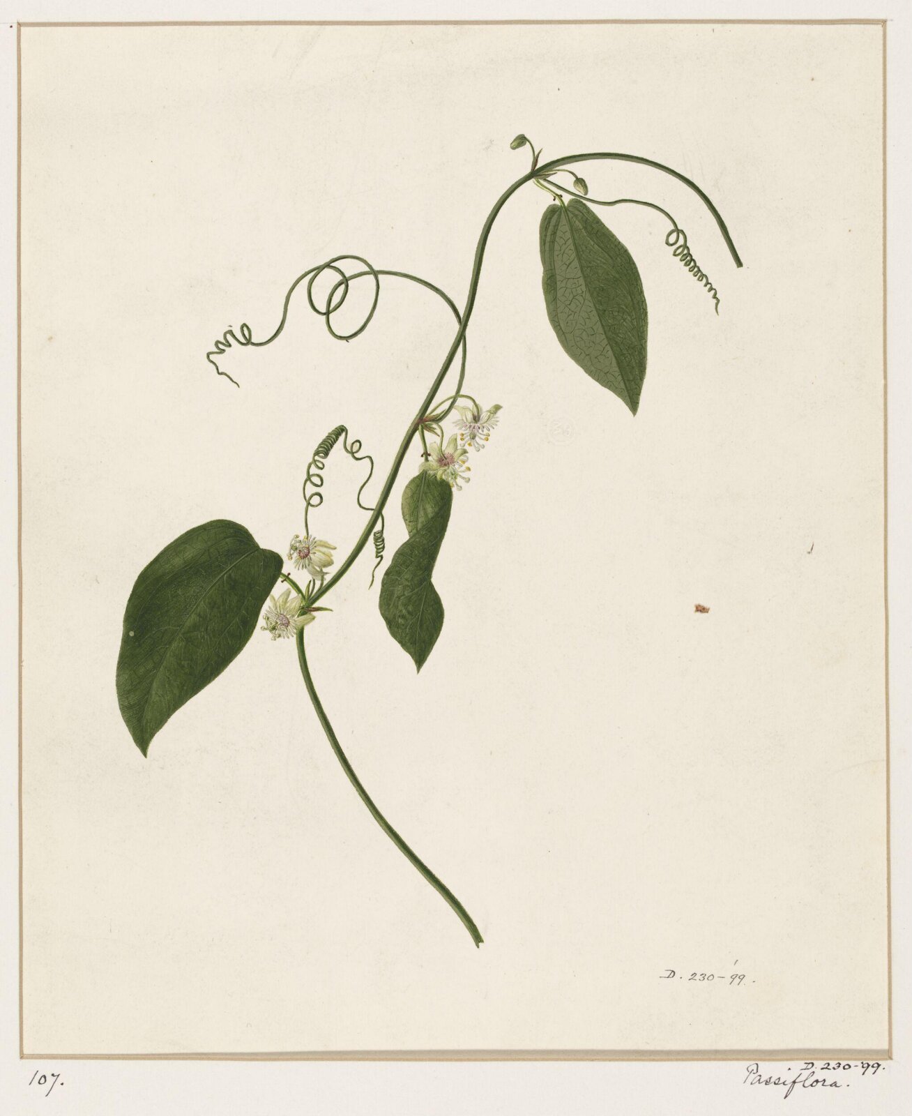 Drawing, early 19th century