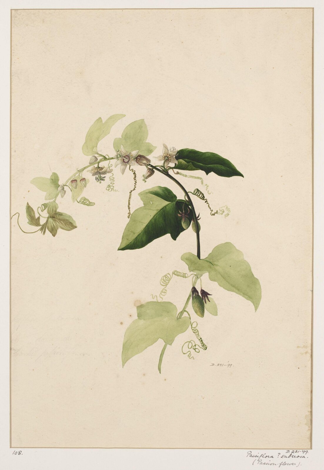 Drawing, early 19th century
