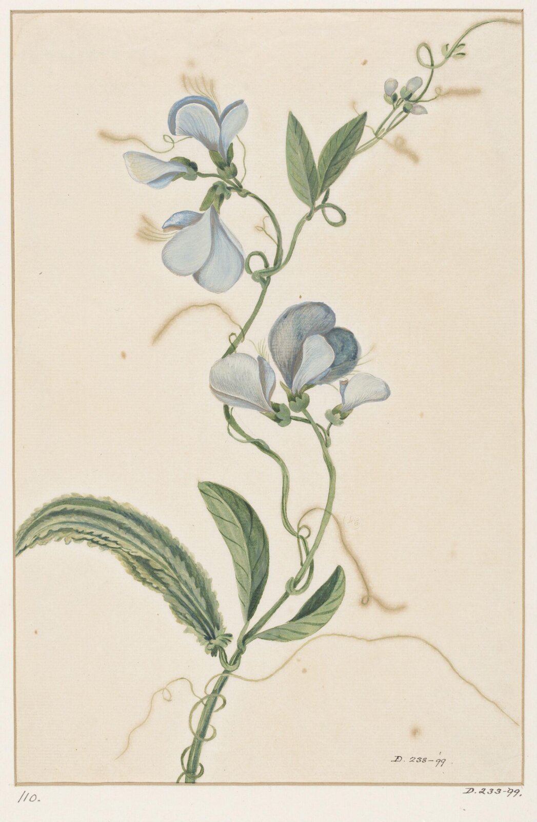 Drawing, early 19th century
