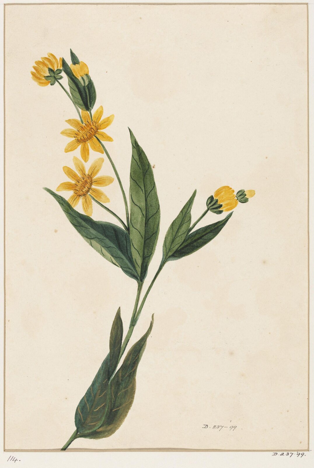 Drawing, early 19th century