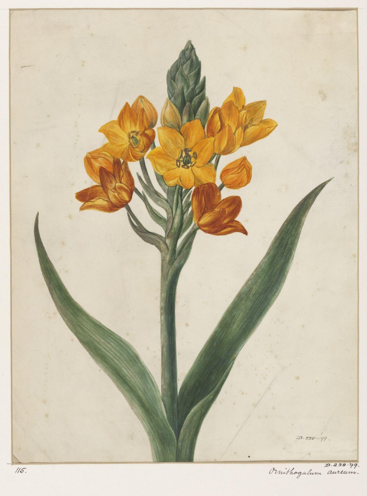 Drawing, early 19th century
