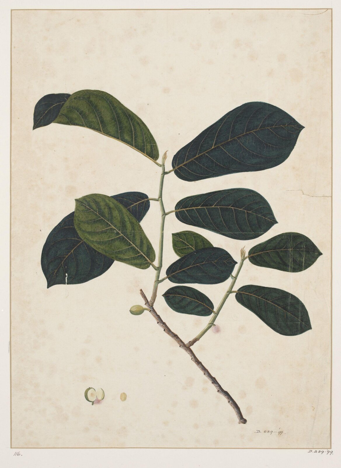 Drawing, early 19th century