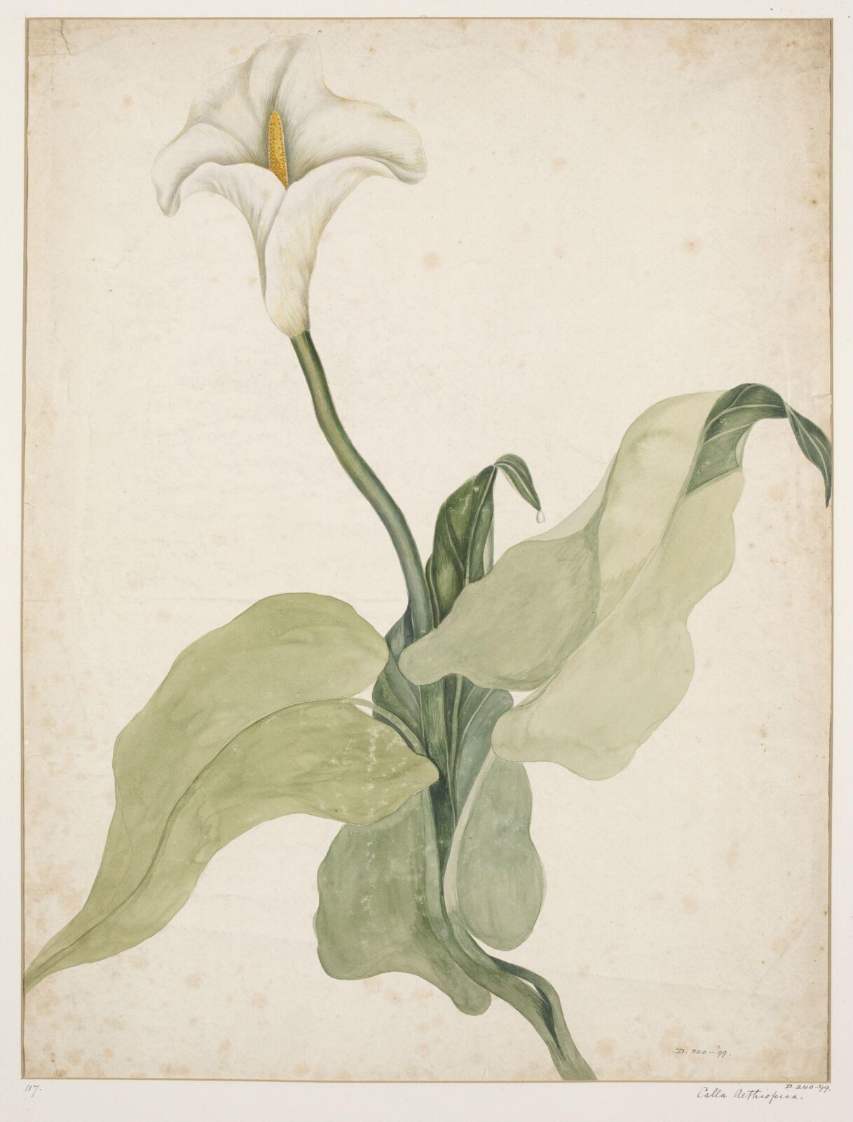 Drawing, early 19th century
