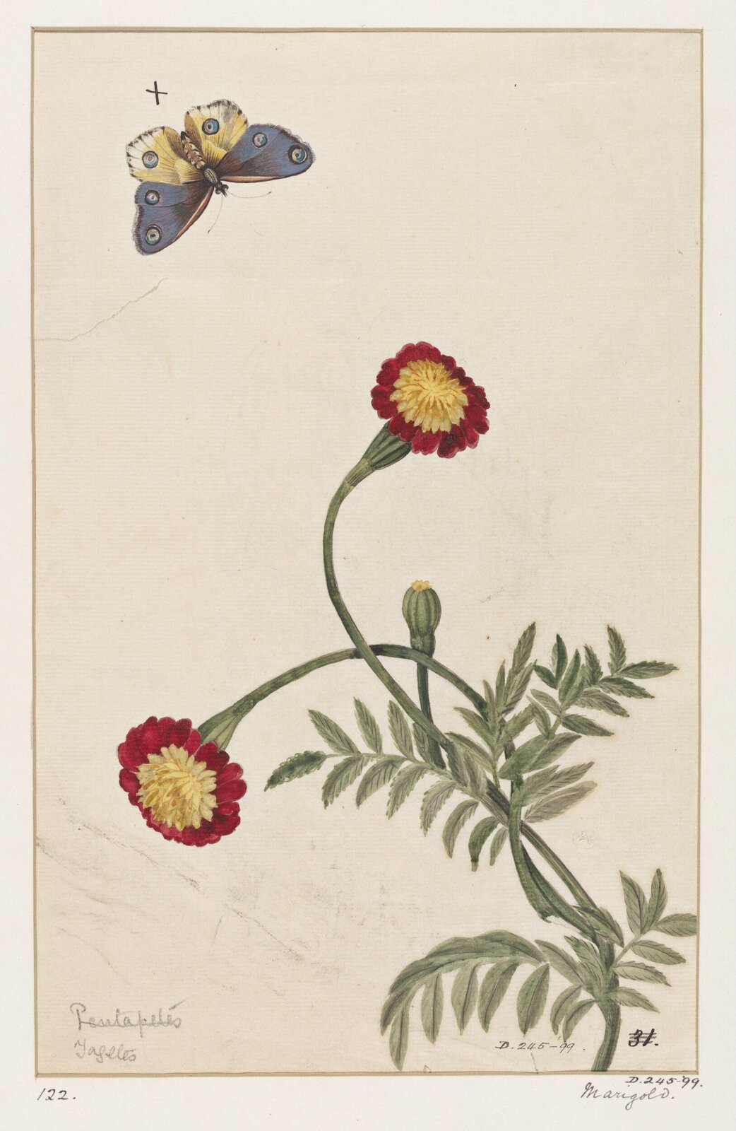 Drawing, early 19th century