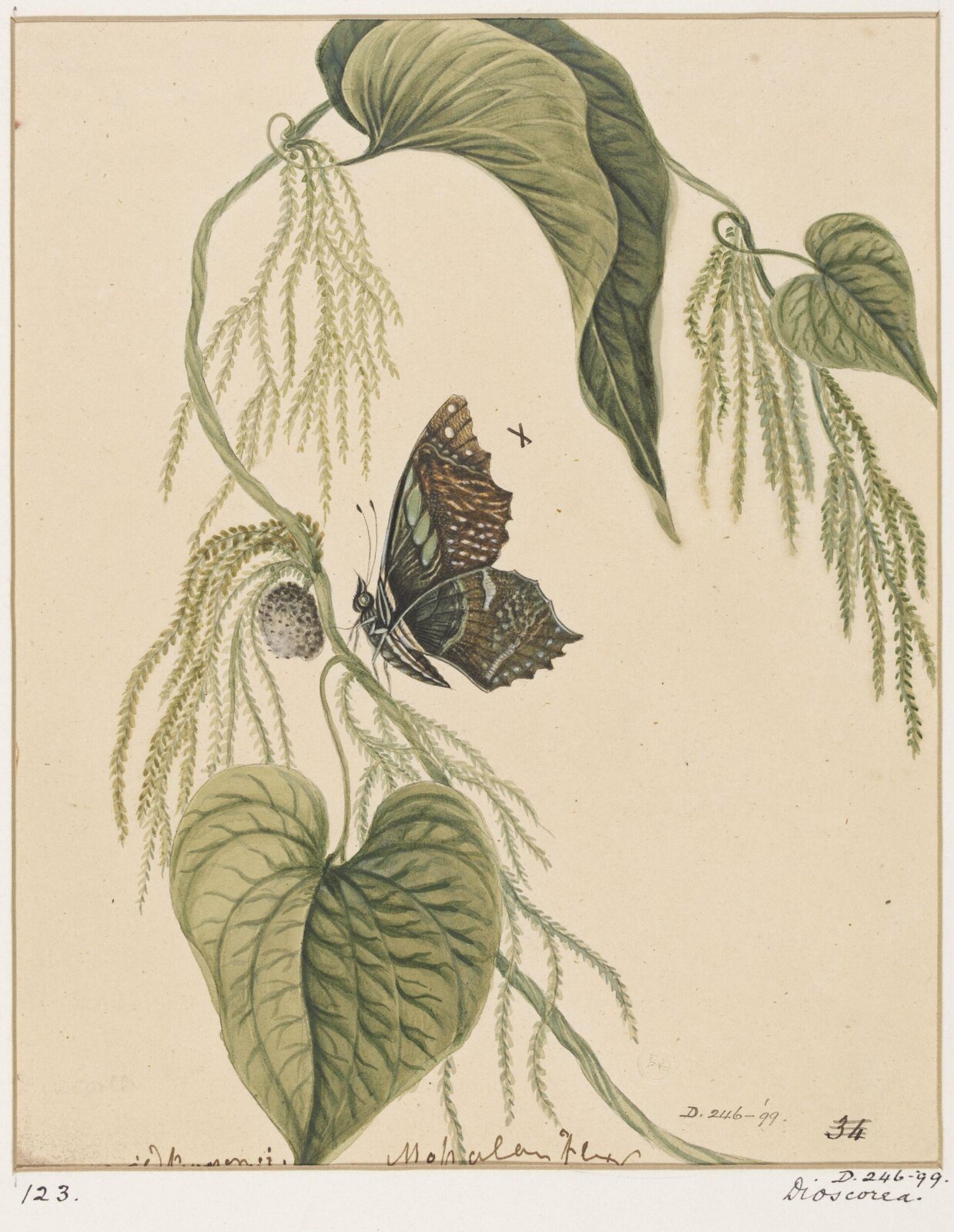 Drawing, early 19th century