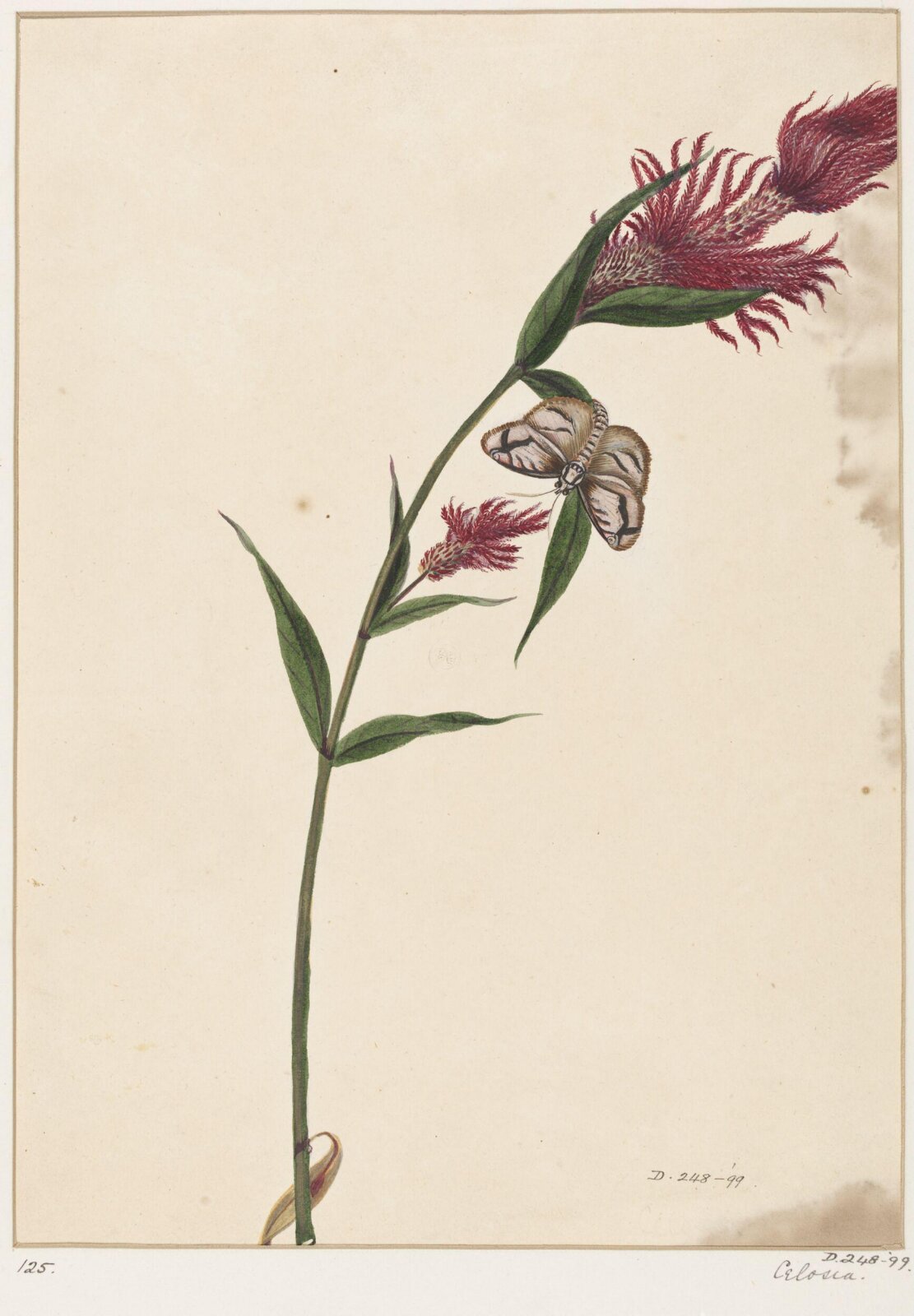 Drawing, early 19th century