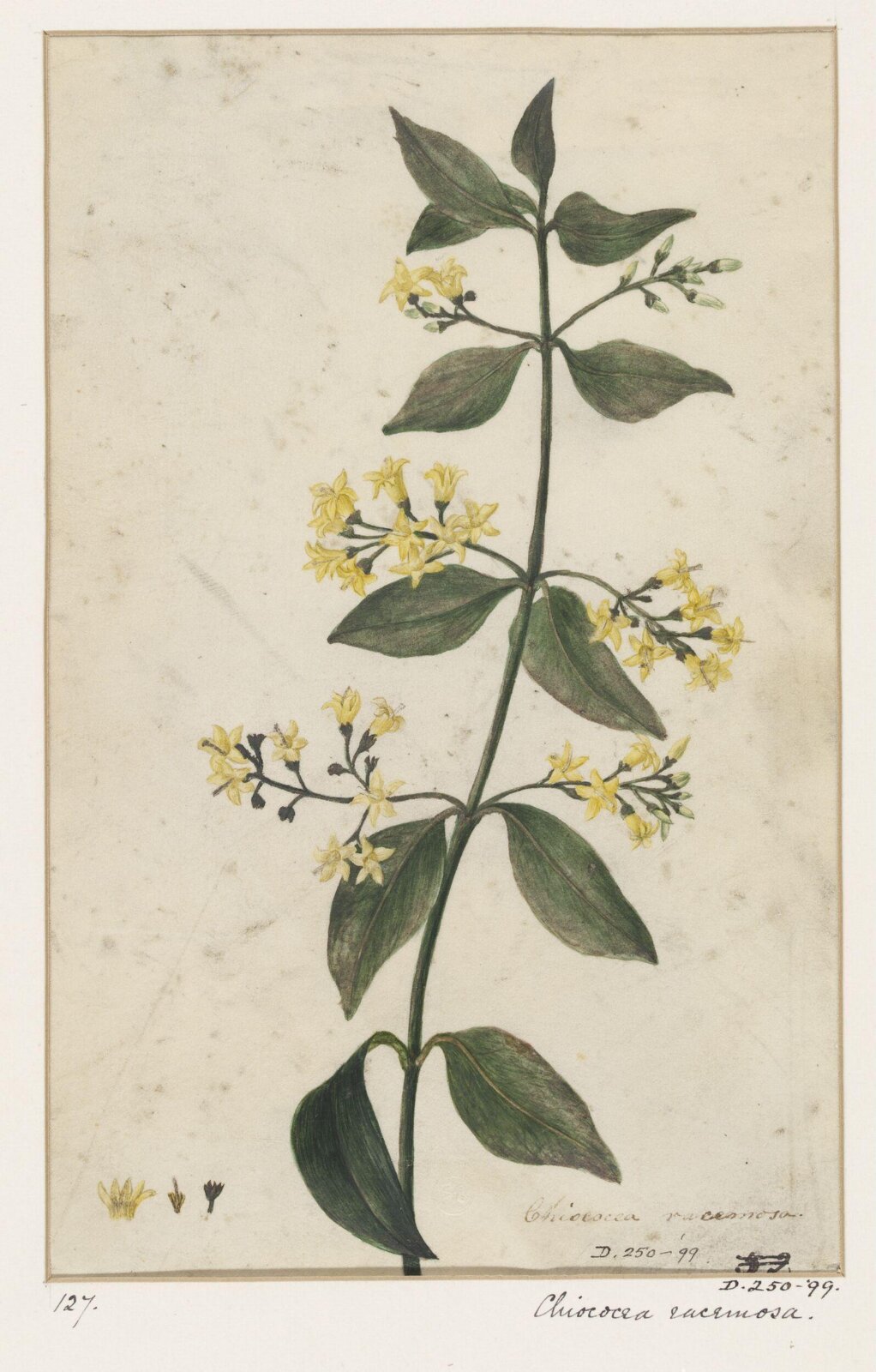 Drawing, early 19th century