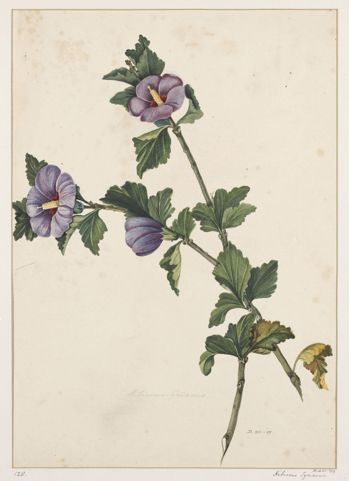 Drawing, early 19th century