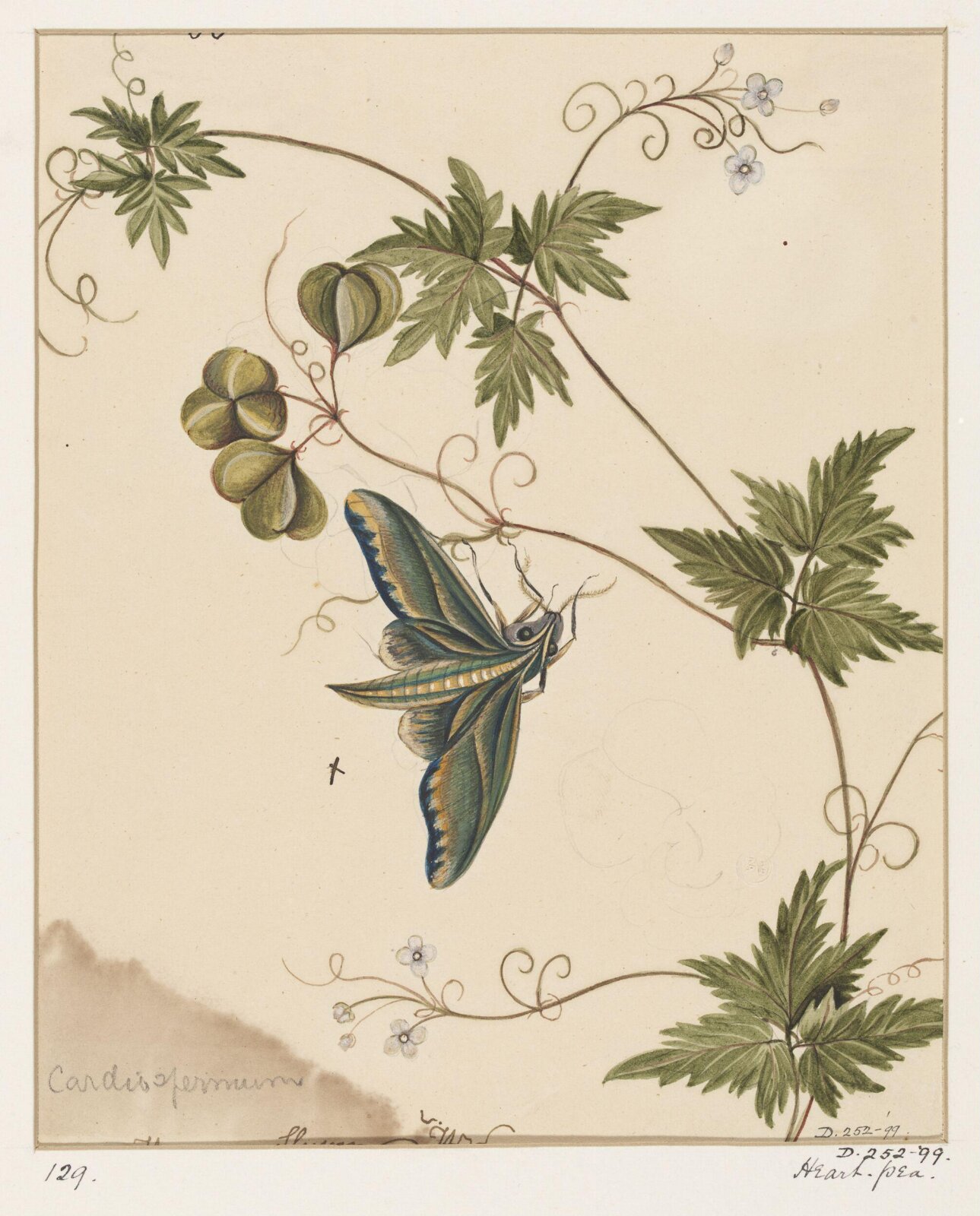 Drawing, early 19th century