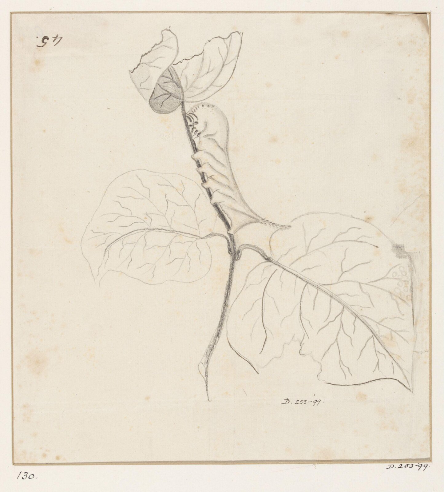 Drawing, early 19th century