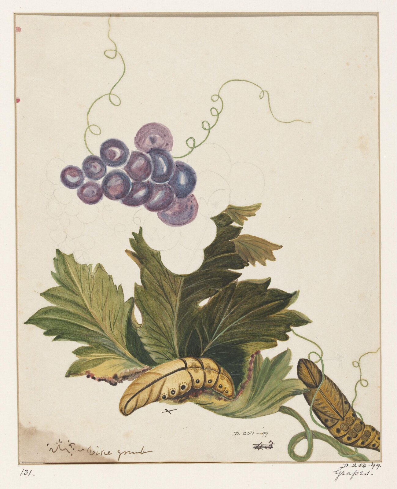 Drawing, early 19th century