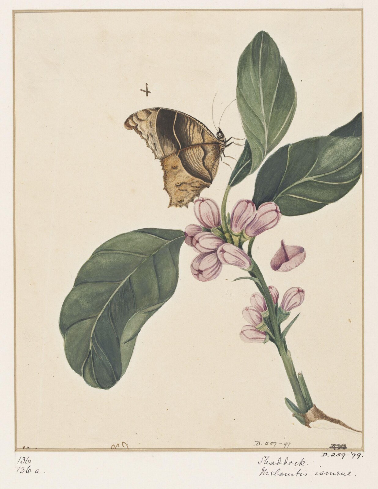 Drawing, early 19th century