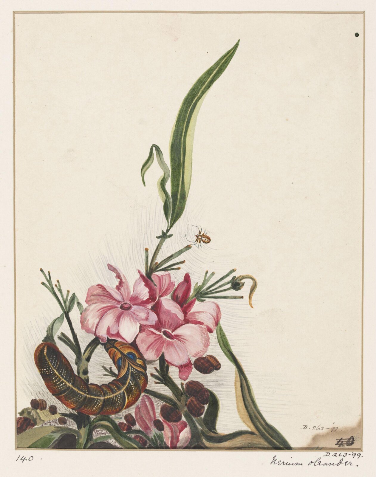 Drawing, early 19th century