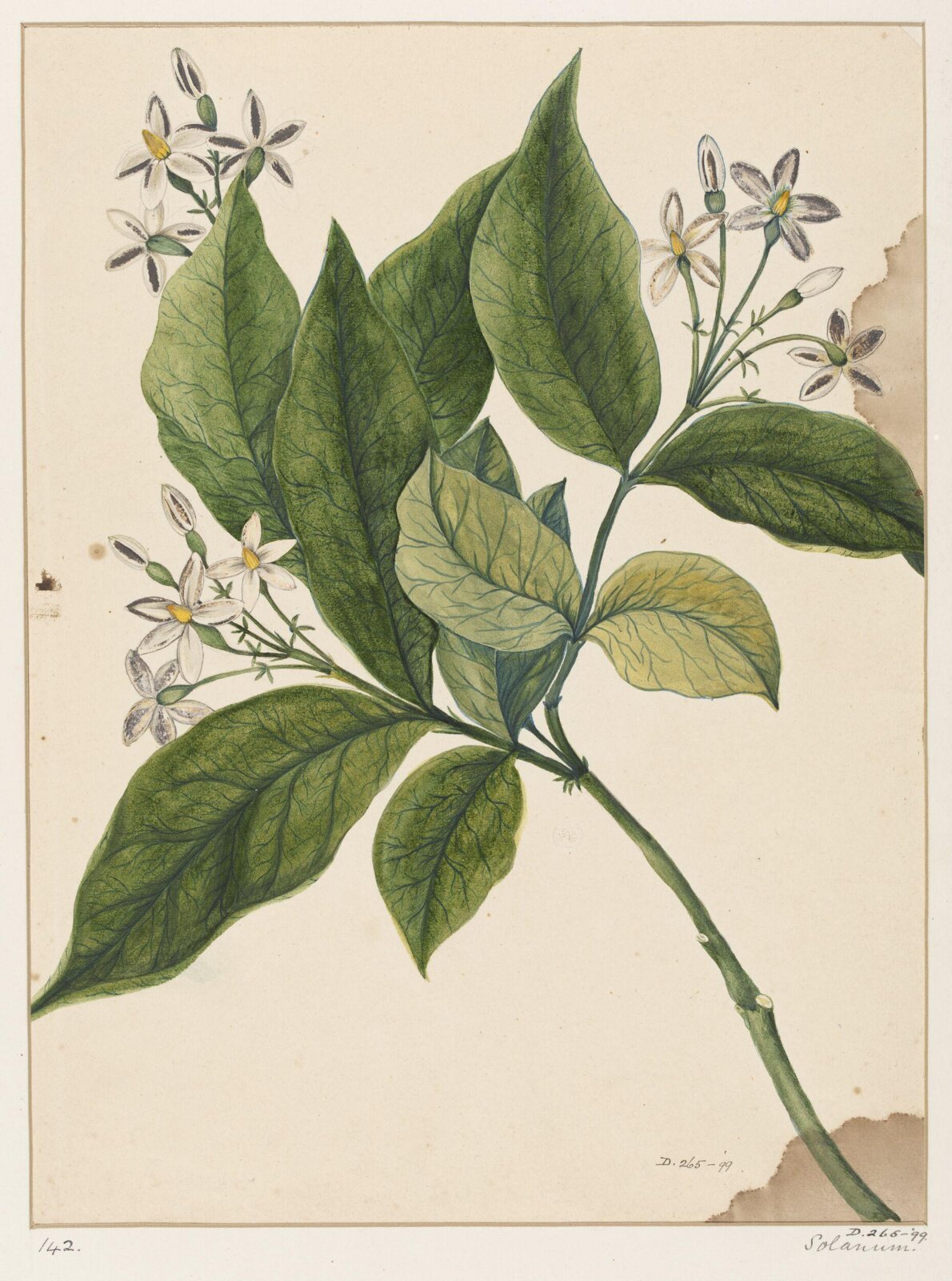 Drawing, early 19th century