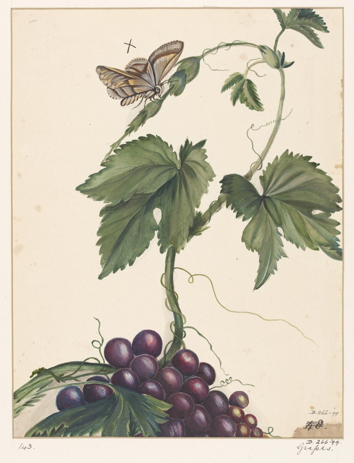 Drawing, early 19th century