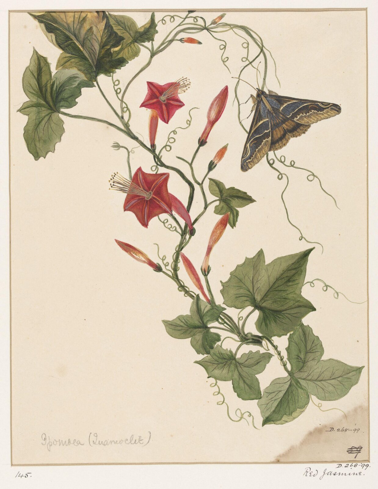 Drawing, early 19th century