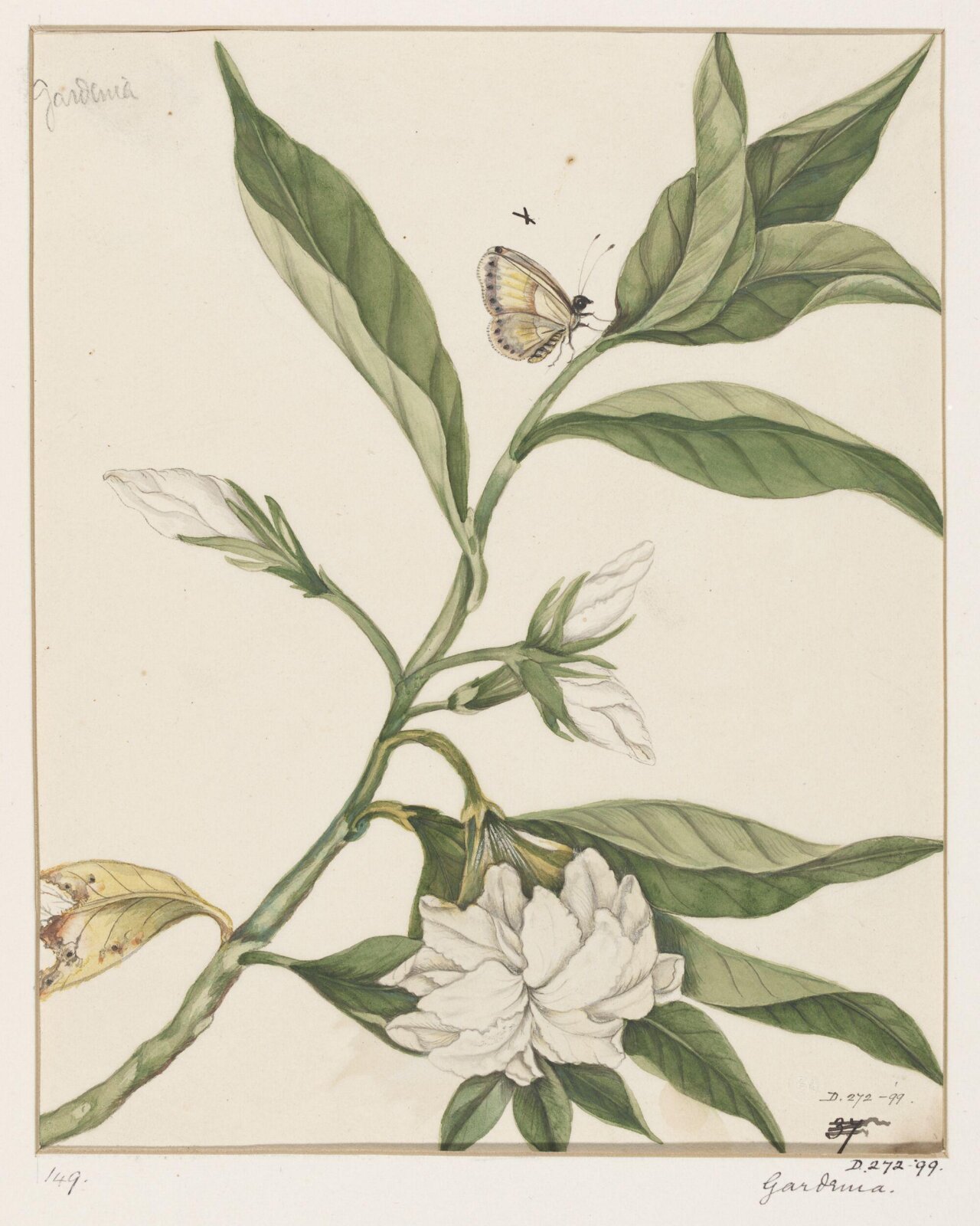 Drawing, early 19th century