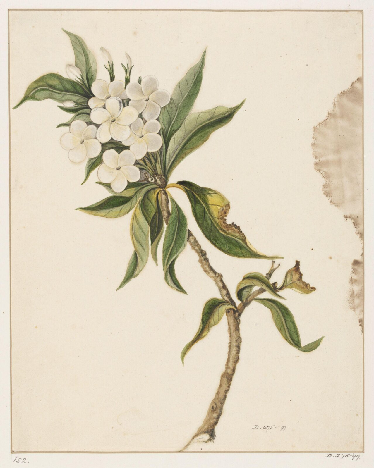 Drawing, early 19th century