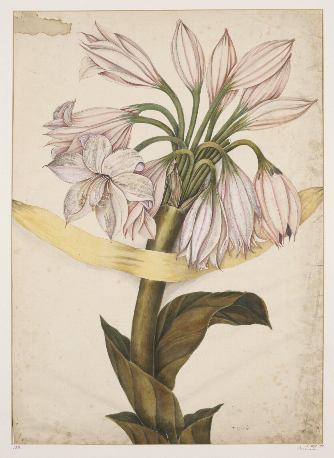 Drawing, early 19th century