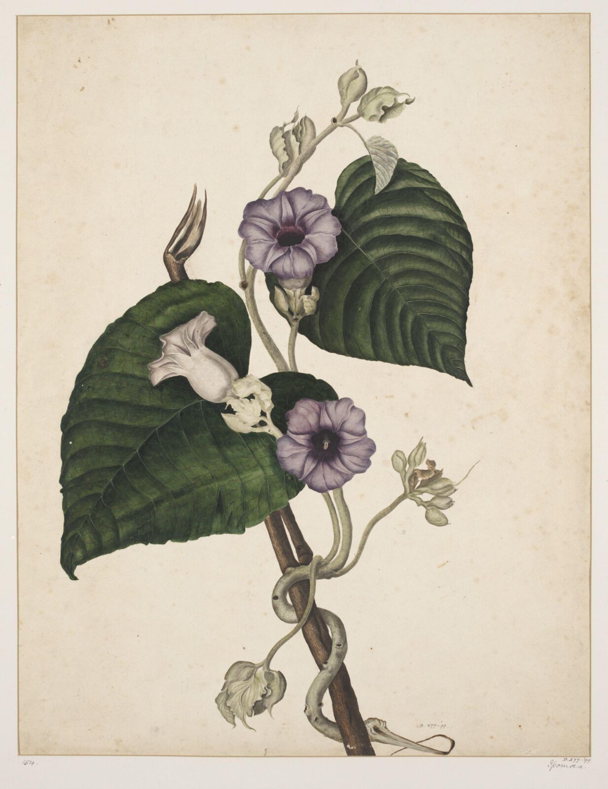 Drawing, early 19th century