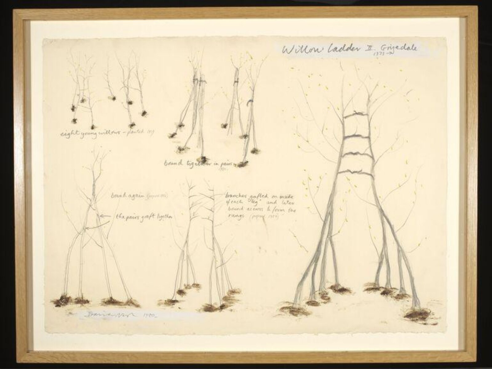 Willow Ladder II. Grizedale 1979, David Nash, 1980