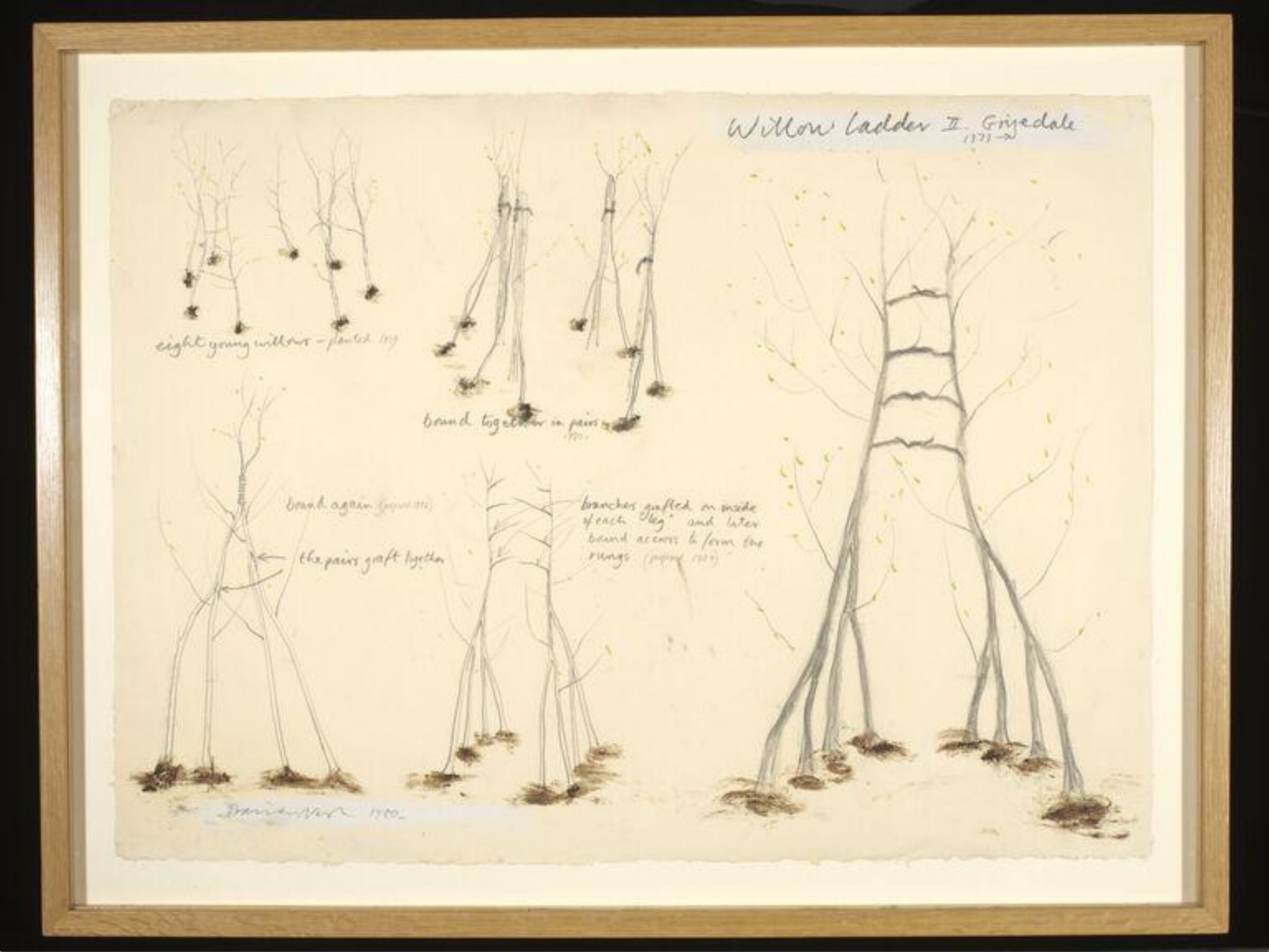 Willow Ladder II. Grizedale 1979, David Nash, 1980