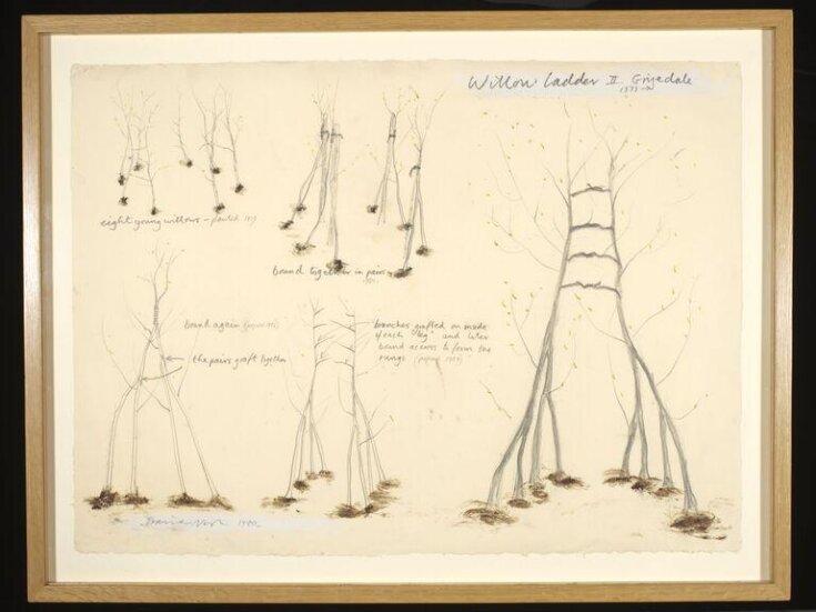 Willow Ladder II. Grizedale 1979 top image