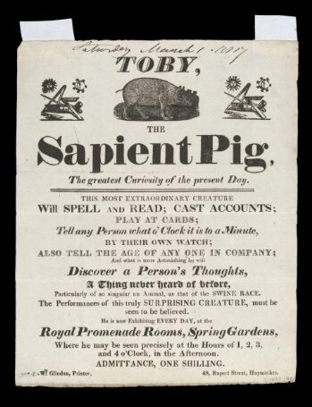 Toby the Sapient Pig