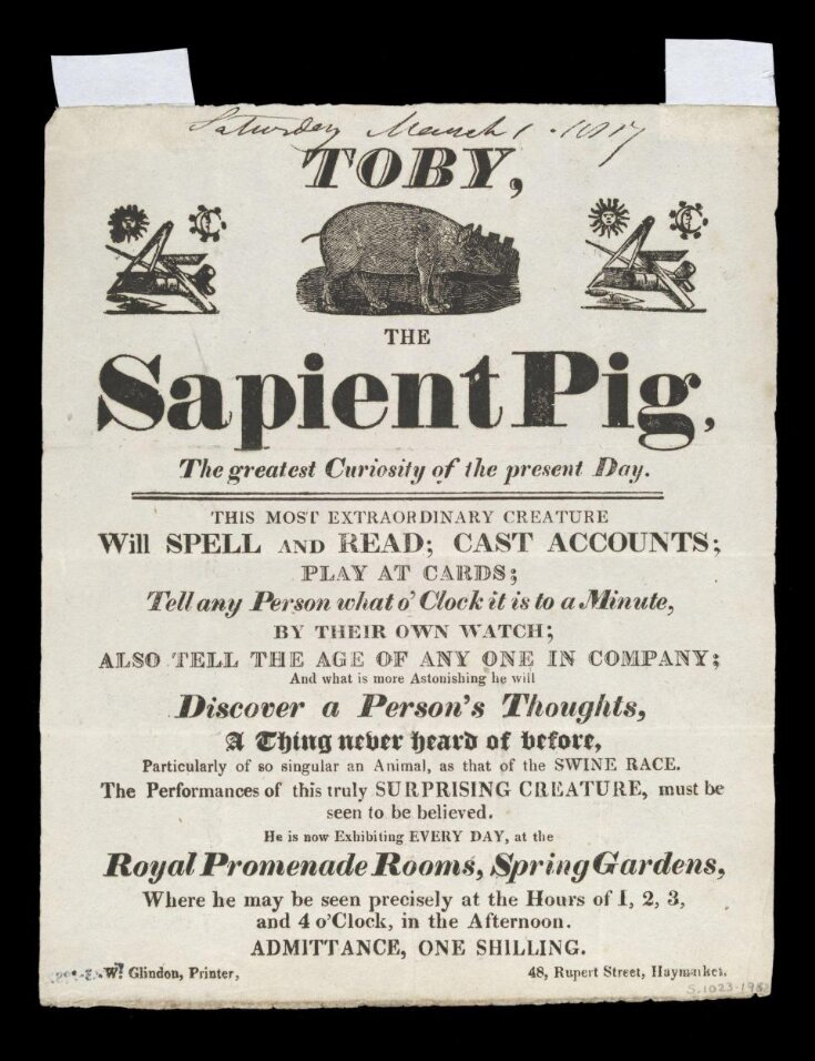 Toby the Sapient Pig top image