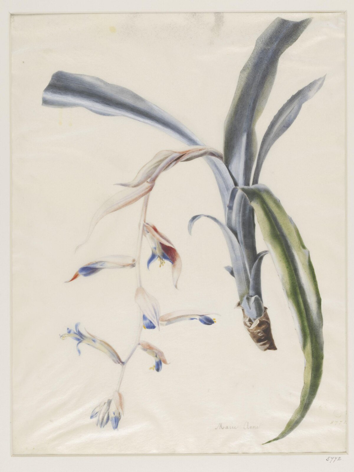 Drawing, ca. 1850