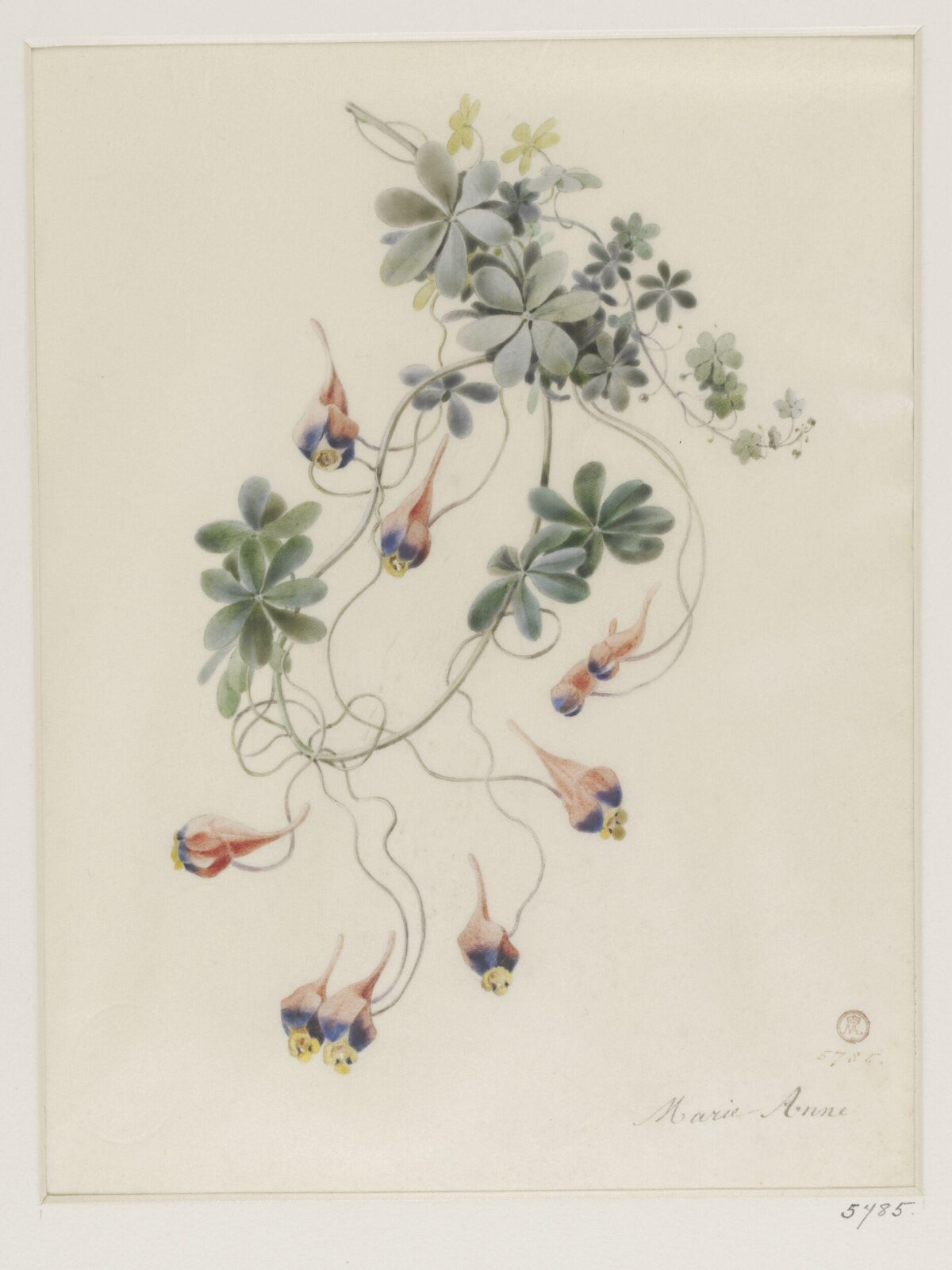Drawing, ca. 1850