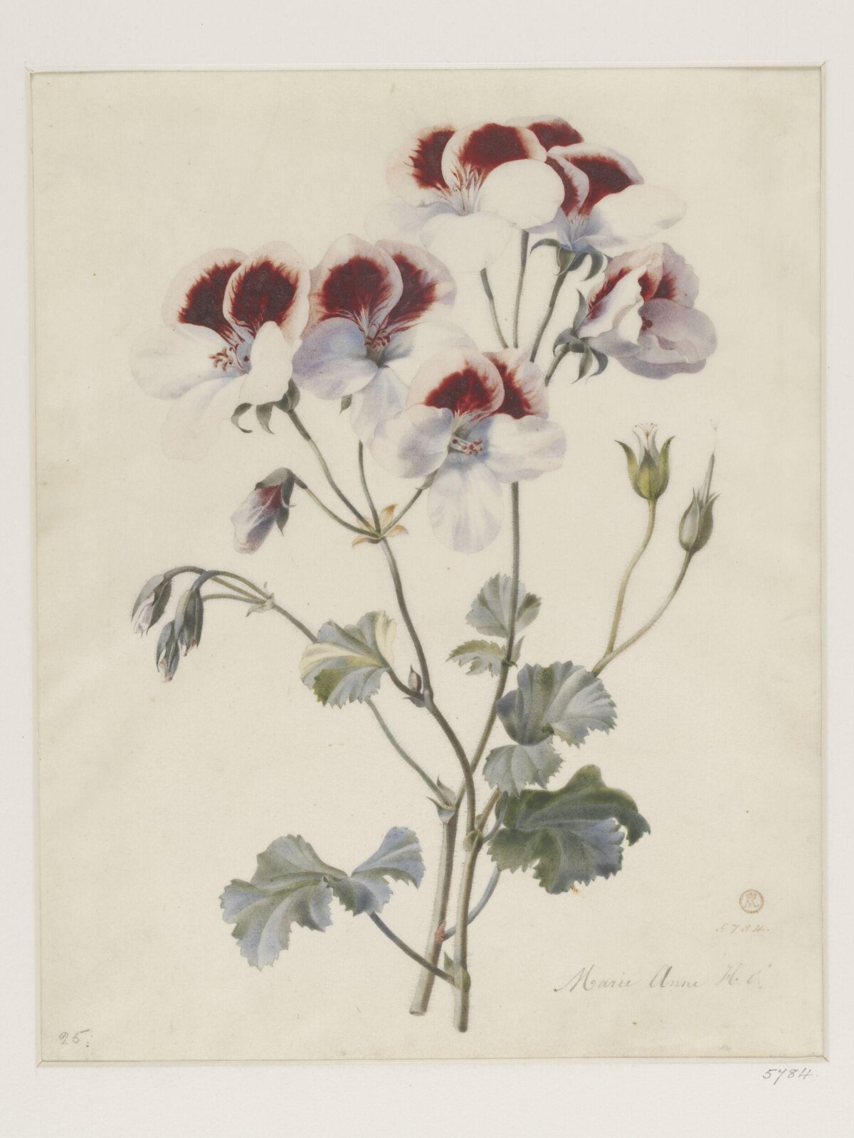 Drawing, ca. 1850