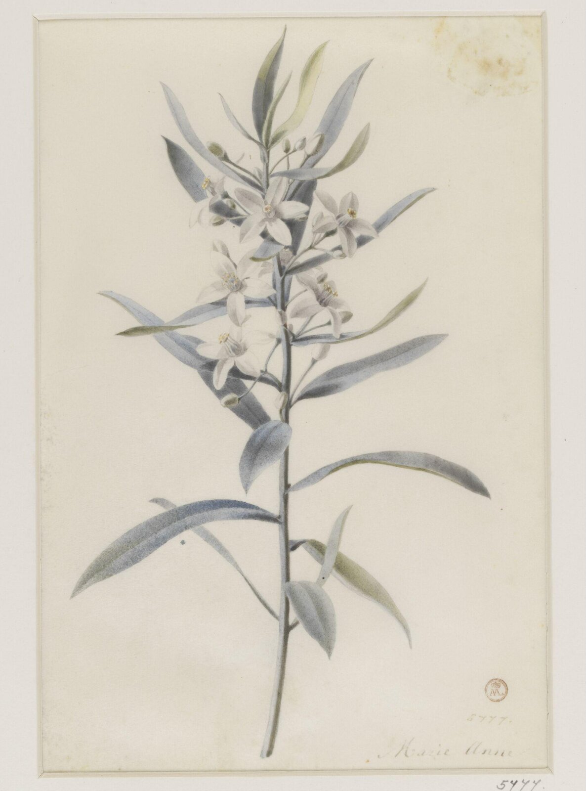 Drawing, ca. 1850