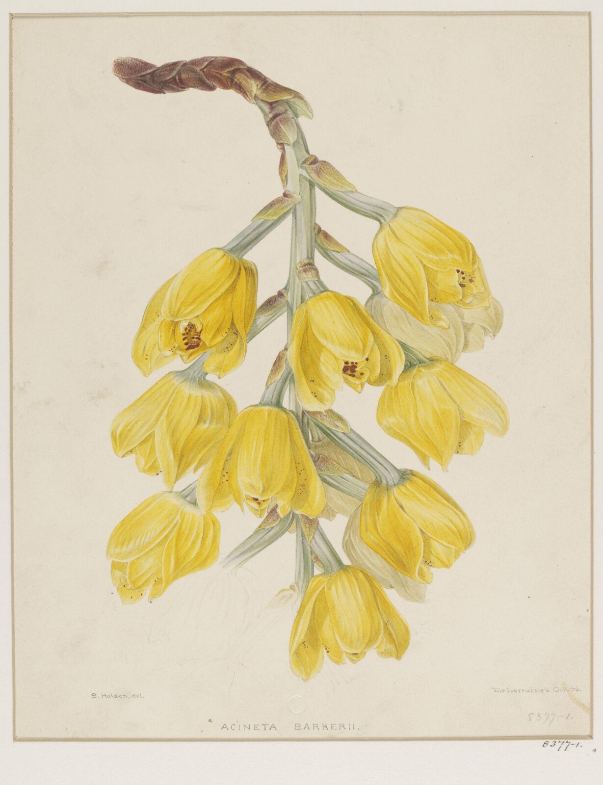Acineta Barkerii, Samuel Holden, 1846