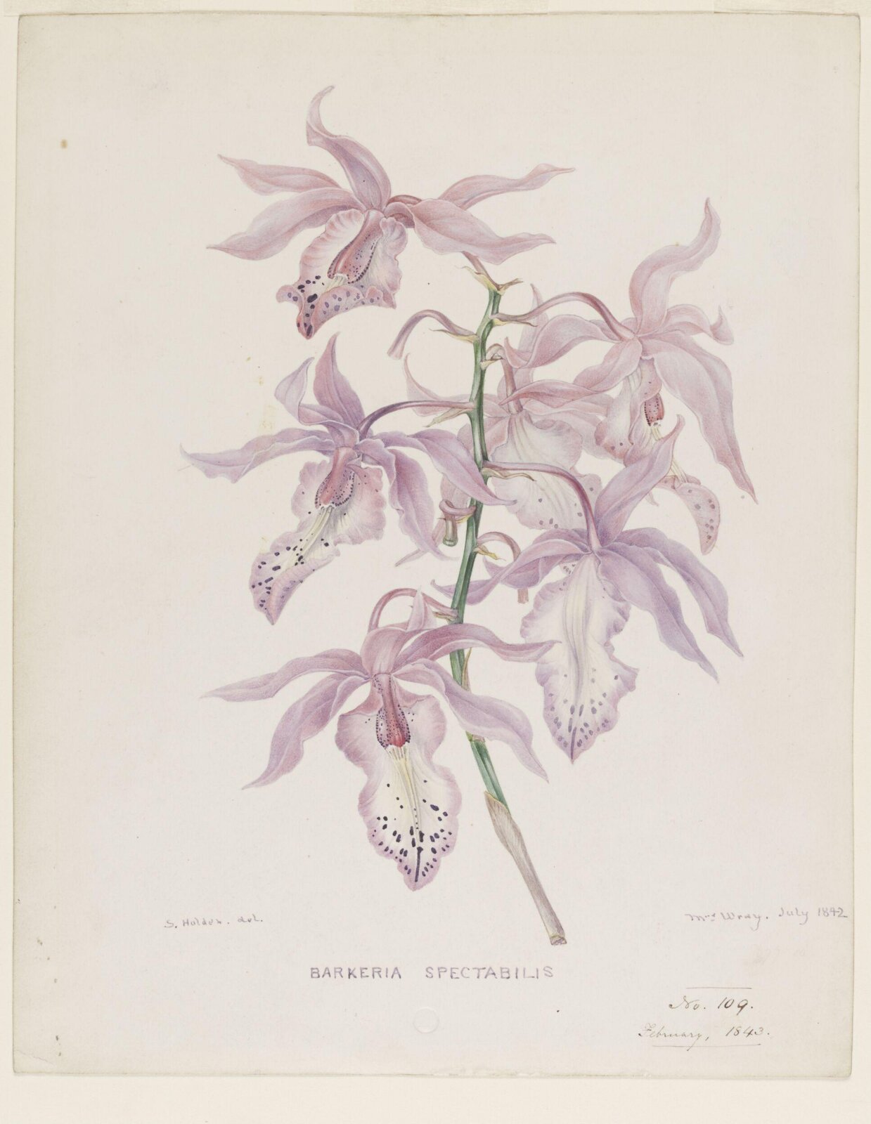 Barkeria Spectabilis, Samuel Holden, July 1842